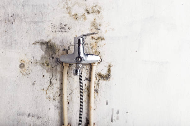 Best Mold Damage Repair  in Ellsworth, ME