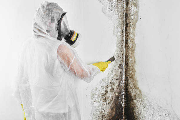 Best Toxic Mold Removal  in Ellsworth, ME