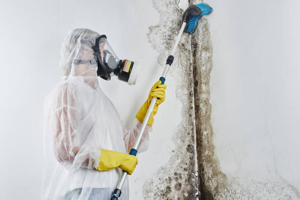 Best Attic Mold Removal  in Ellsworth, ME