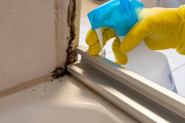 Best Mold Cleaning Services  in Ellsworth, ME