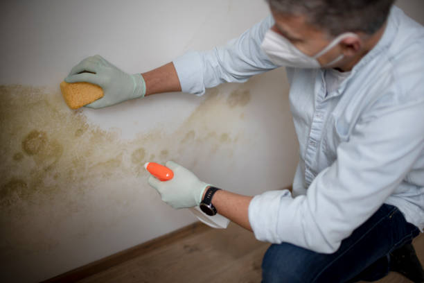 Best Residential Mold Removal  in Ellsworth, ME