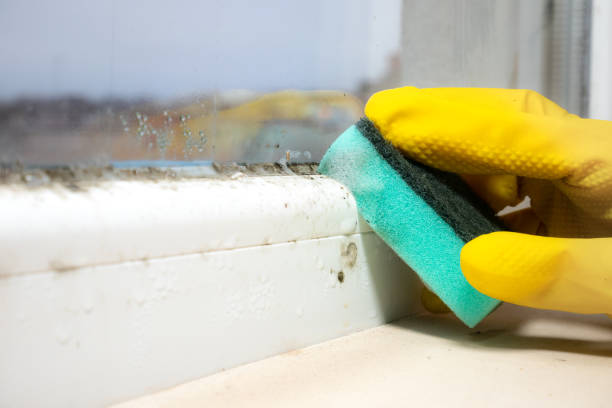 Trusted Ellsworth, ME Mold Removal Experts