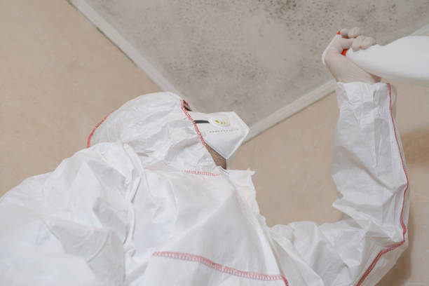 Best Crawl Space Mold Removal  in Ellsworth, ME