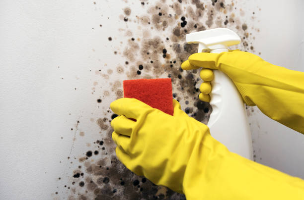 Best Fast Mold Removal  in Ellsworth, ME