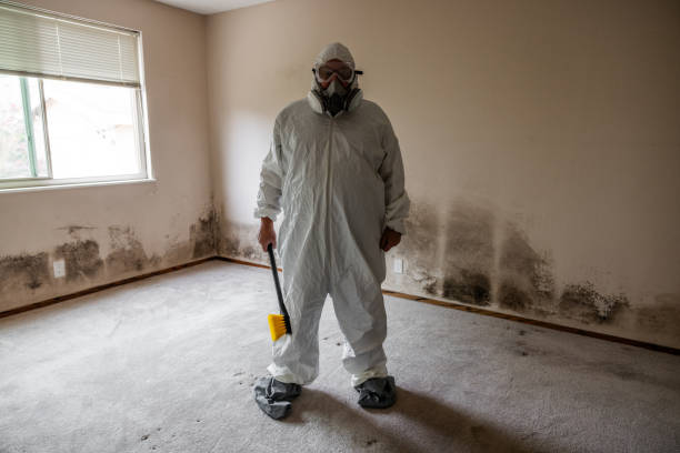 Best Certified Mold Removal  in Ellsworth, ME
