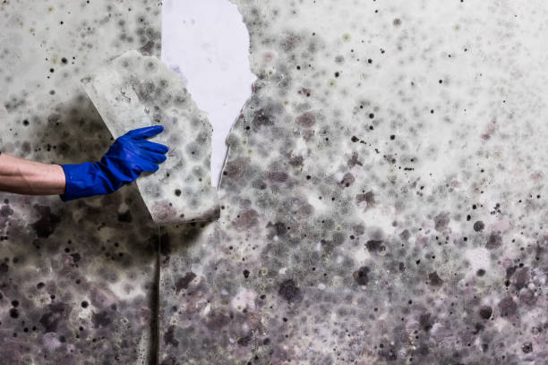 Best Mold Remediation  in Ellsworth, ME