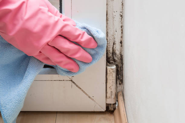 Best Professional Mold Removal  in Ellsworth, ME
