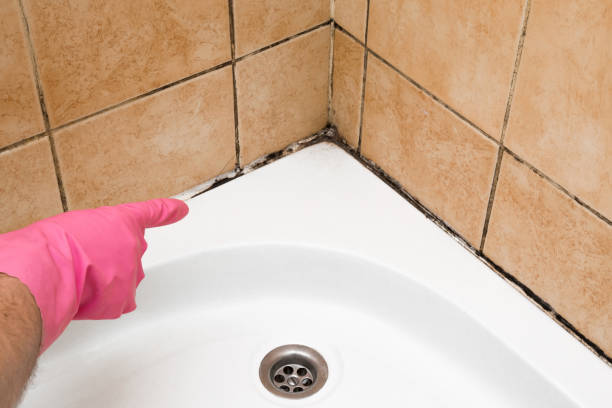 Best Fast Mold Removal  in Ellsworth, ME
